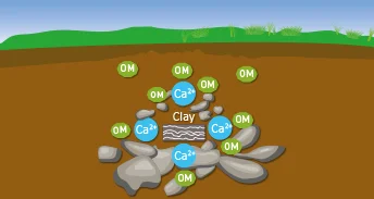 Stabilisation of soil organic matter: a central process in C-storing agricultural practices
