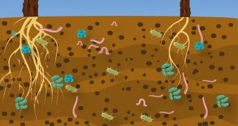 The role of biodiversity in soil organic matter stabilisation and carbon storage